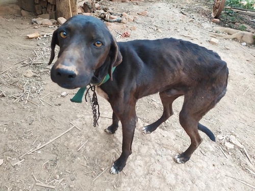 Quase 40 cães são encontrados em situação de maus tratos