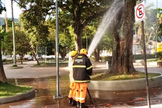 Idoso é atacado por abelha em praça