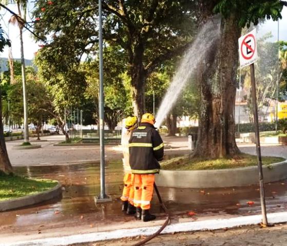 Idoso é atacado por abelha em praça