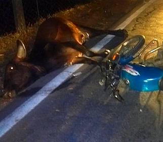 Moto bate em animal na estrada e condutor fica gravemente ferido