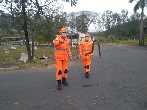 Cobra cascavel é encontrada no meio de amontoado de lenhas