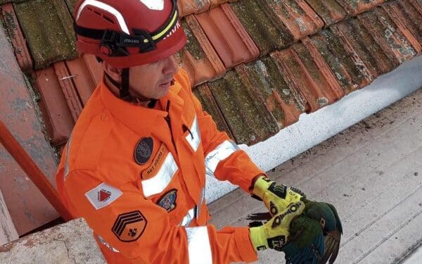 Bombeiros resgatam Arara Azul ferida