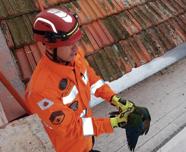 Bombeiros resgatam Arara Azul ferida
