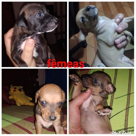Nove filhotinhos de cães são encontrados abandonados em Lafaiete