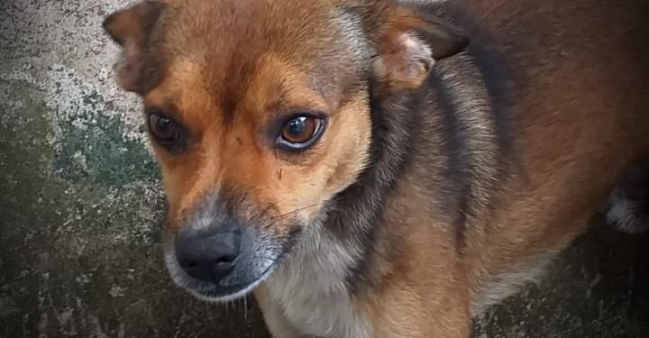 Lafaiete tem programa de adoção responsável de animais