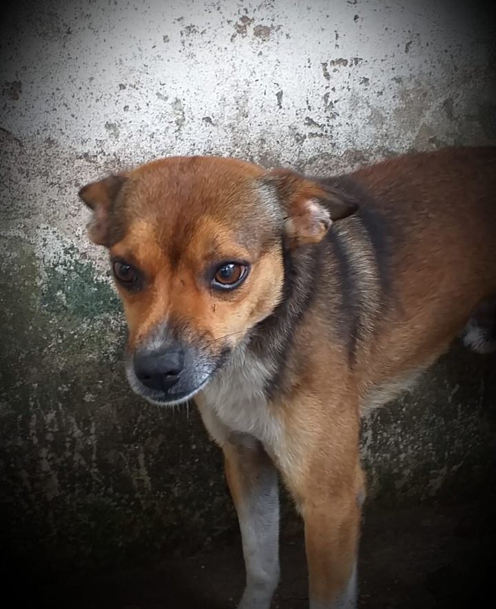Lafaiete tem programa de adoção responsável de animais