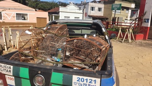 Operação da PM do Meio Ambiente apreende aves irregulares e aplica multas