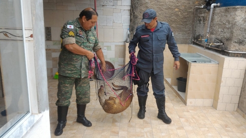 Veado é capturado dentro de casa em área urbana