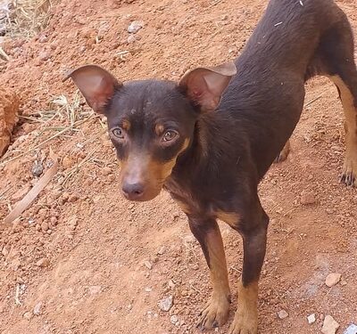 Cuidadora desconfia que cadela foi tirada de bairro e envenenada no centro de Lafaiete