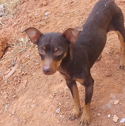 Cuidadora desconfia que cadela foi tirada de bairro e envenenada no centro de Lafaiete