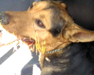 Cão fica ferido ao atacar ouriço-cacheiro