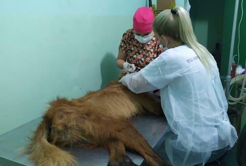 Lobo-guará ferido é capturado em Lafaiete