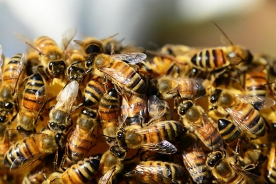 Abelhas atacam populares. Umas das vítimas corre risco de morte