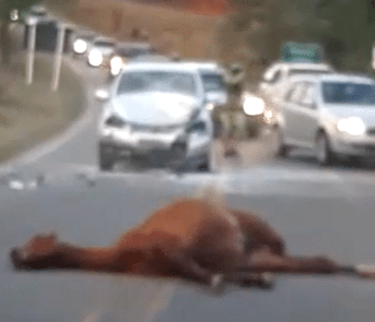 Animal na estrada volta a provocar acidente em Lafaiete