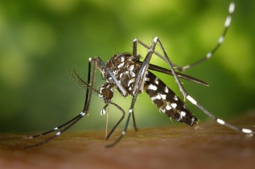 Prefeitura realiza mutirão de limpeza contra a Dengue, Zika e Chikungunya