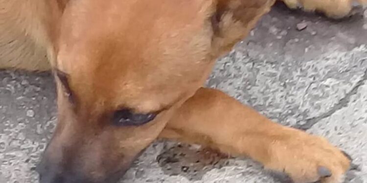 Cachorro é jogado de carro, abandonado e atropelado