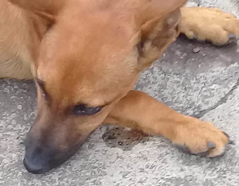 Cachorro é jogado de carro, abandonado e atropelado
