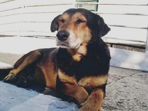 “Coroinha”, o cão que vive na igreja,  é atropelado em Lafaiete