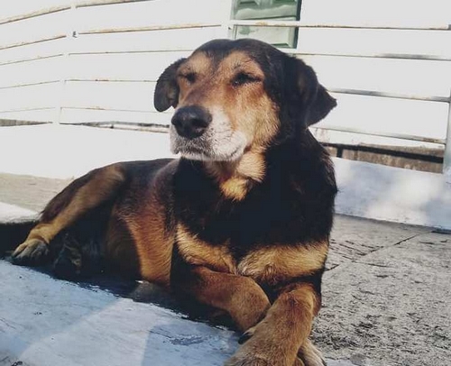 “Coroinha”, o cão que vive na igreja,  é atropelado em Lafaiete