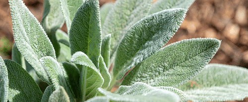 Você sabe o que são PANCs? Descubra as plantinhas que também são alimentos e você não sabia