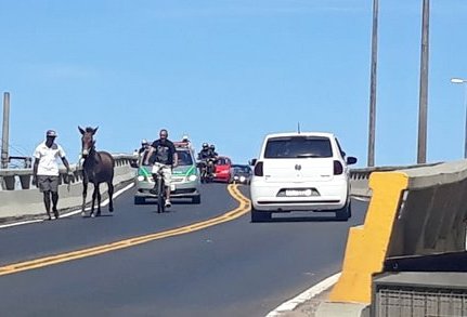 Burro na pista para trânsito no viaduto no centro de Lafaiete