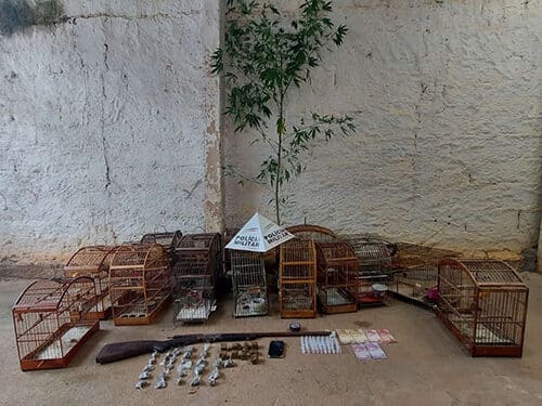 Operação policial resgata 16 pássaros da fauna silvestre e apreende arma e drogas