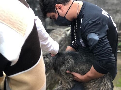 Polícia Civil indicia suspeito por maus tratos contra animais
