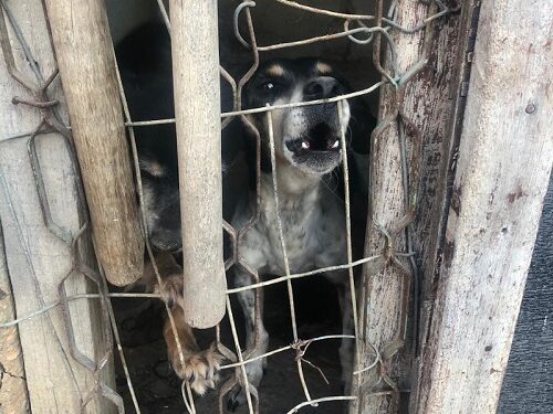 Oito animais são resgatados e três pessoas conduzidas em operação contra maus-tratos