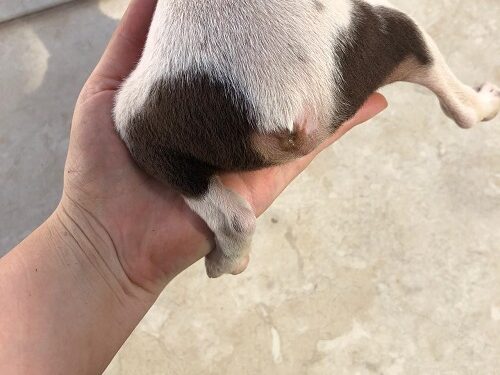 Animais que estavam sendo vendidos sem alvará e mutilados são resgatados