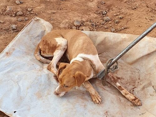 Bombeiros resgatam cachorro preso em buraco