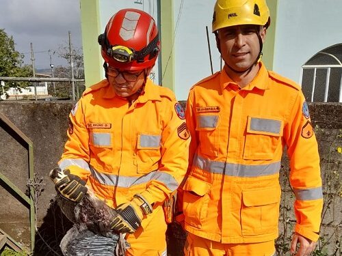 Curicaca é resgatada pelos bombeiros em Lafaiete