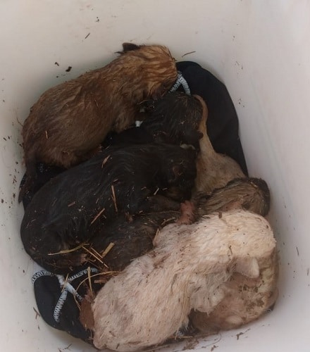 Bombeiros resgatam filhotes de cães e pintinhos de casa em chamas