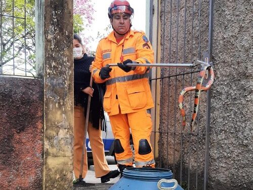 Cobra coral é capturada em área de escola