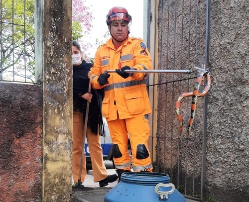 Cobra coral é capturada em área de escola