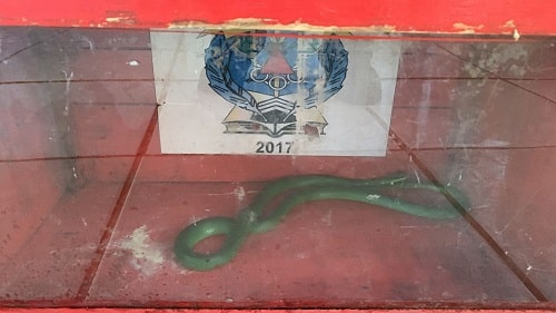 Bombeiros capturam cobra em quintal de casa