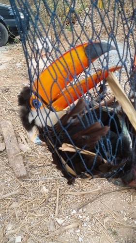 Bombeiros resgatam tucano preso em linha de pipa