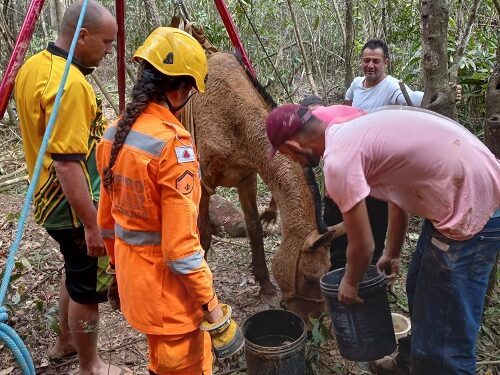 Égua é resgatada de lamaçal pelo segundo dia consecutivo