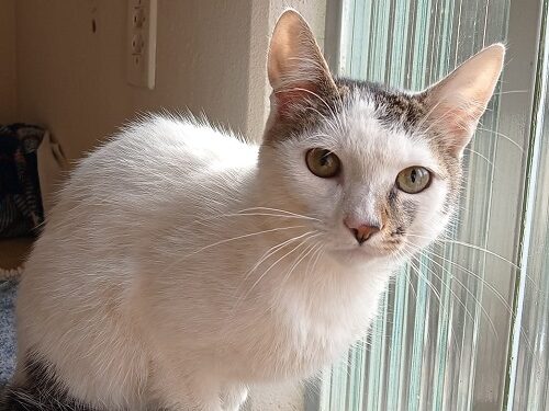 Idoso busca por gato desaparecido