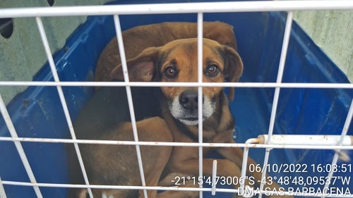 Doze cães são resgatados após falecimento do tutor