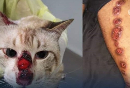 Congonhas lança campanha de castração de gatos para evitar disseminação da esporotricose