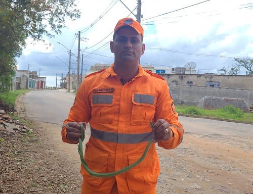 Cobra cipó é capturada dentro de casa