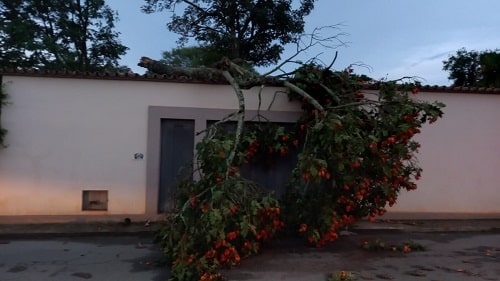 Fortes chuvas derrubam árvores em São João del-Rei
