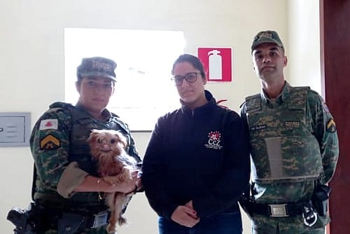 Cadela em situação de maus tratos é resgatada e tutora presa em Lafaiete