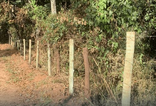 Aceiros são realizados para evitar propagação de queimadas