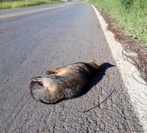 Lei determina que animais atropelados em BH devam ser socorridos