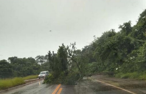 Chuvas provocam deslizamentos de terras, quedas de árvores e fechamentos de estradas