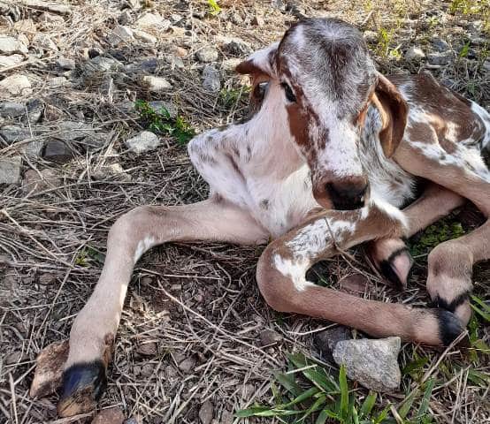 Bezerro recém-nascido é resgatado pelos bombeiros em Lafaiete