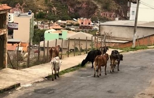 Animais continuam soltos nas ruas de Lafaiete. Prefeitura ainda não tem local para levá-los.