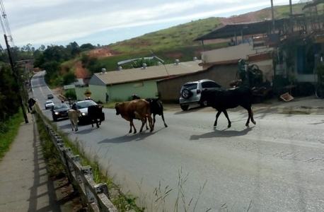 Presença de animais em rodovias de Lafaiete é caso de difícil solução