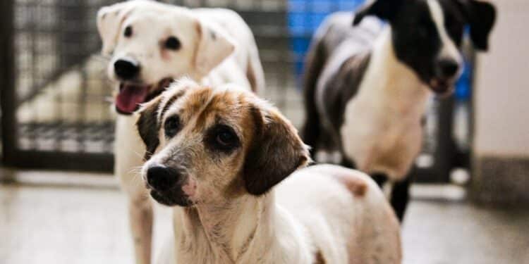 Vermifugação de cães é cercada de mitos: entenda o procedimento correto